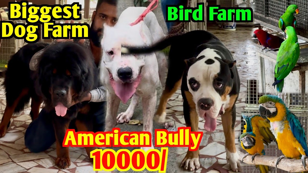 Biggest Dog & Bird Farm in West Bengal. Dog Market in Kolkata Price. Kolkata Dog Market.