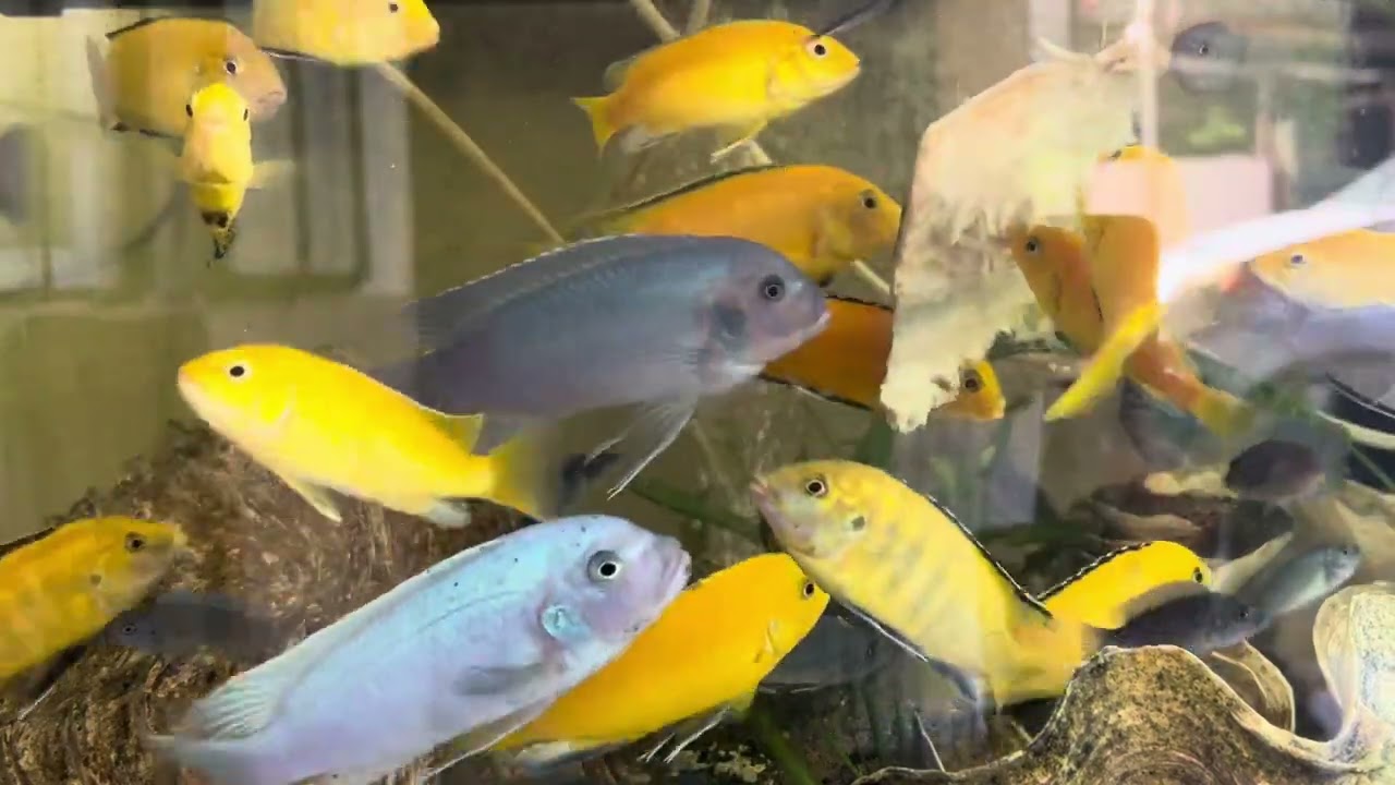 Fire and ash cichlids