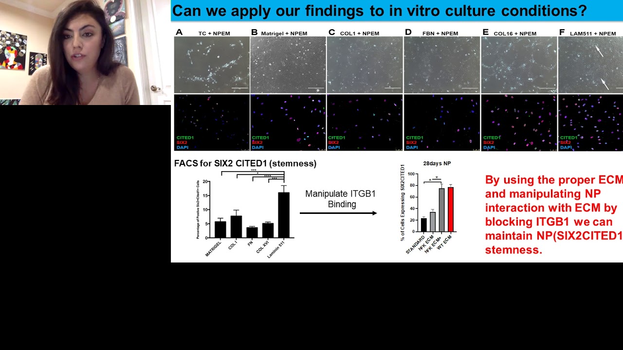 Extracellular Matrix in Renal Development and Cancer