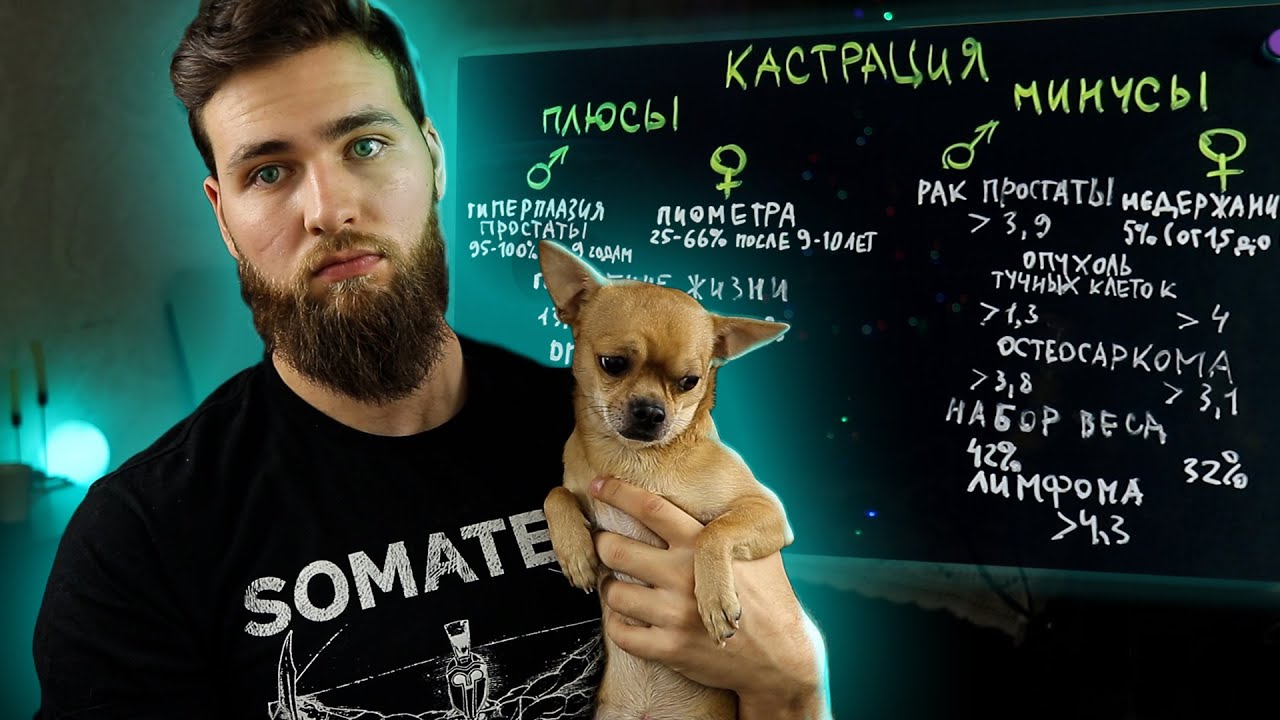 Кастрация собак - за и против / Зачем нужна стерилизация?