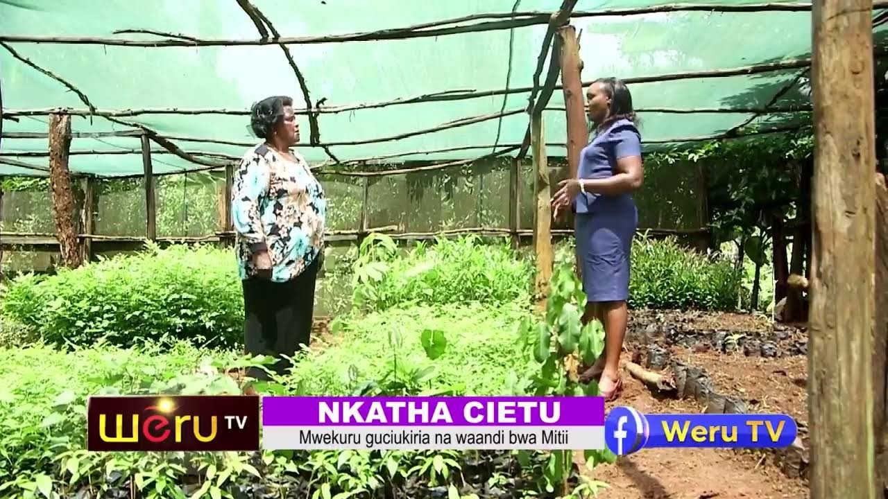 NKATHA CIETU - EMMA IMAITA