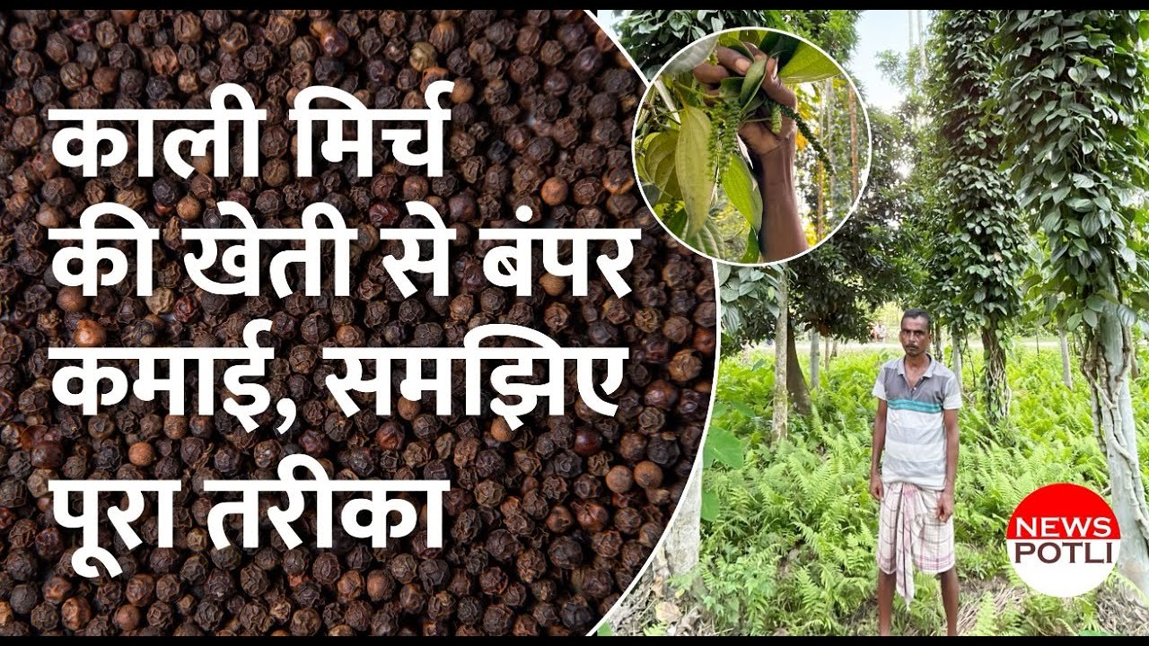 काली मिर्च की खेती से बंपर कमाई, समझिए पूरा तरीका|| Kali Mirch ki kheti || Black Pepper Farming
