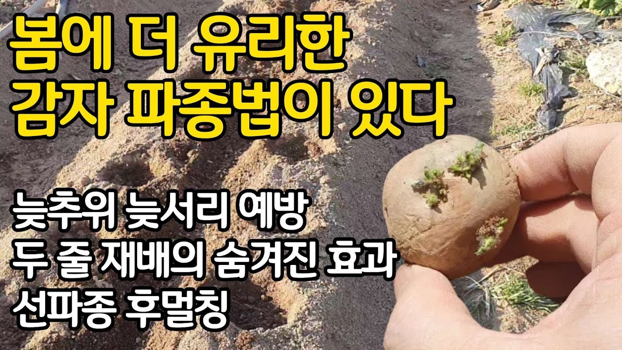 봄에 더 유리한 감자 파종법이 따로 있다. 늦추위 늦서리 예방. 두줄 재배의 숨겨진 비밀. 선파종 후멀칭