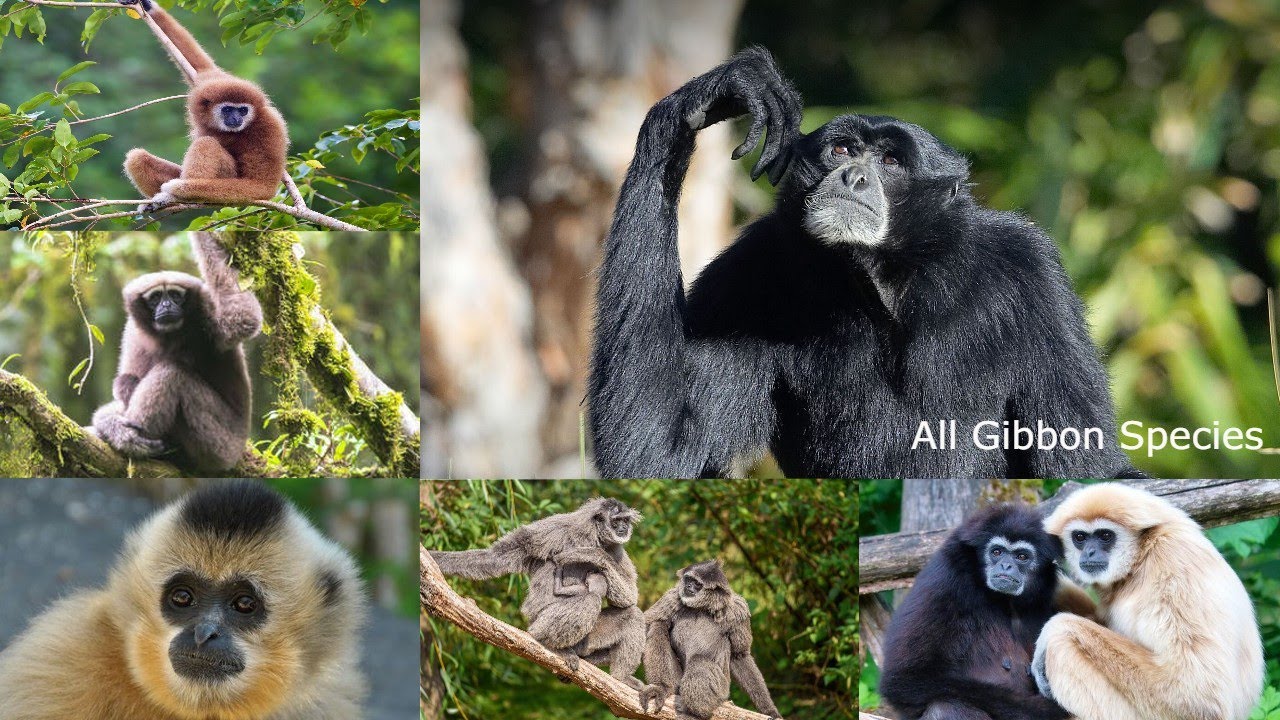 All Gibbon Species / types of Gibbon / Gibbon  / Hylobatidae