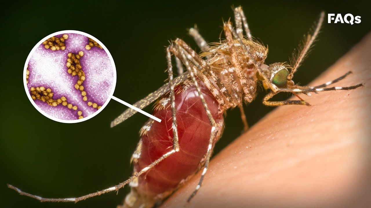 Mosquito season: How to identify symptoms of West Nile virus | Just The FAQs