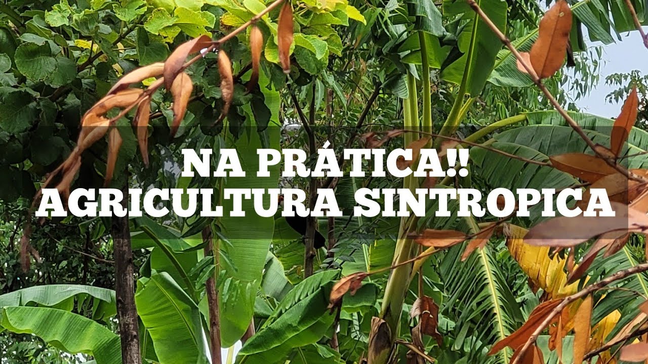O que realmente é agricultura sintropica?