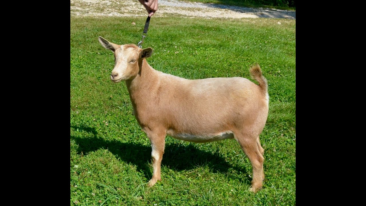 Lorelai - Doeling