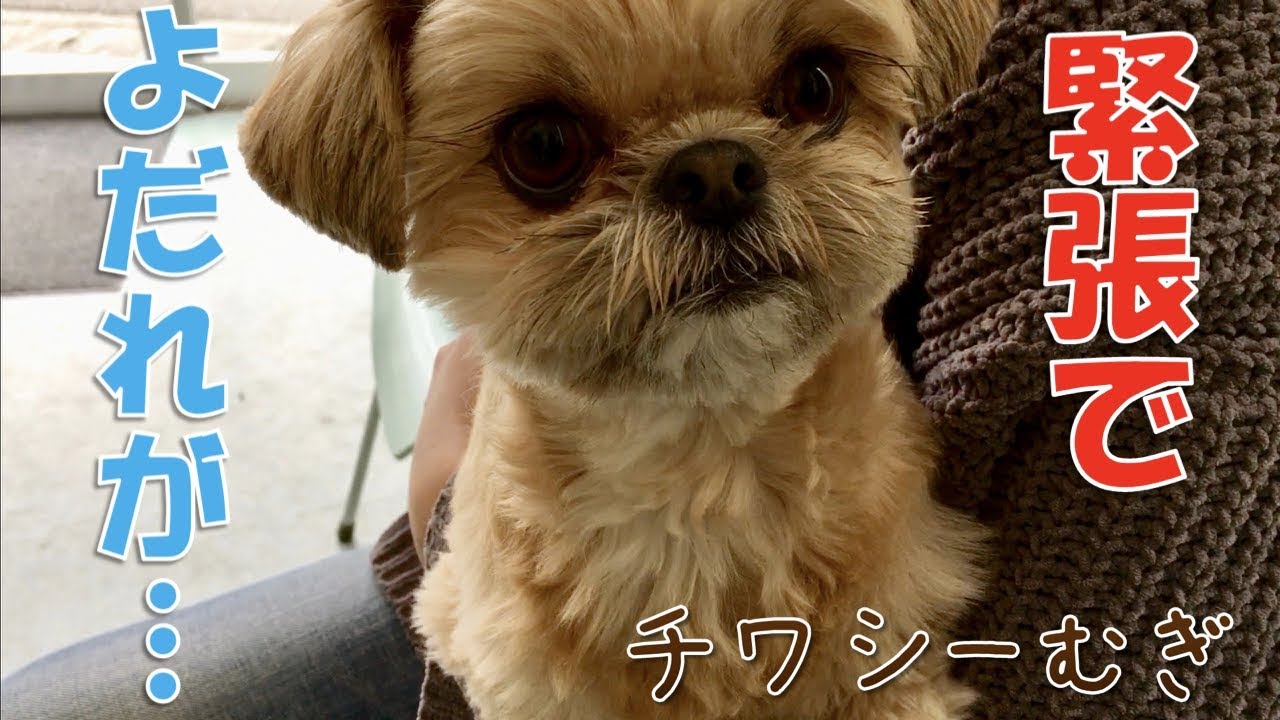 【下痢止め】動物病院で緊張MAX!! 早く帰りたい子犬 - a so nervous puppy -【チワワ×シーズー】