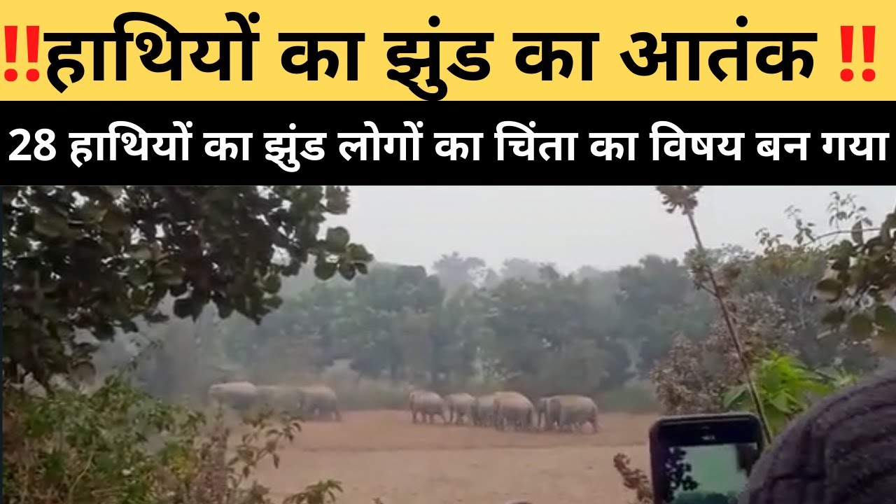 Lapung || लापुंग प्रखंड में बीती रात हाथियों का झुंड आ जाने से ग्रामीणों में भयानक डर पैदा हो गई  ||