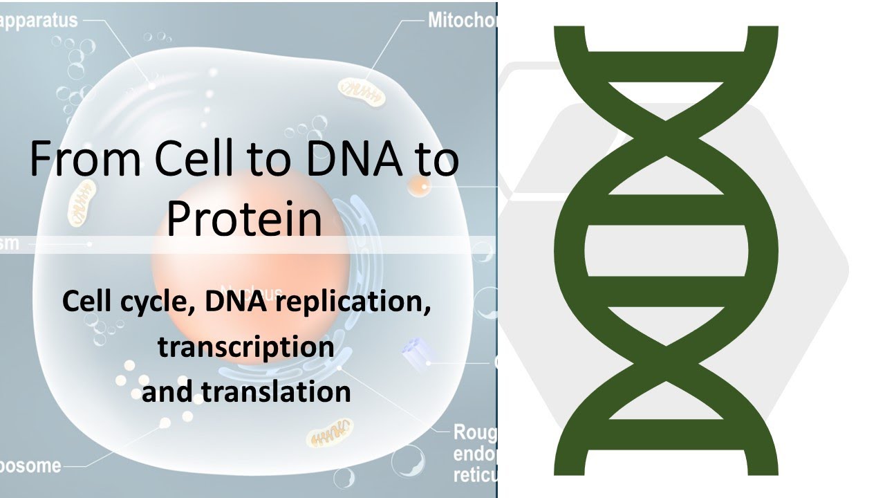 From Cell to DNA to Protein