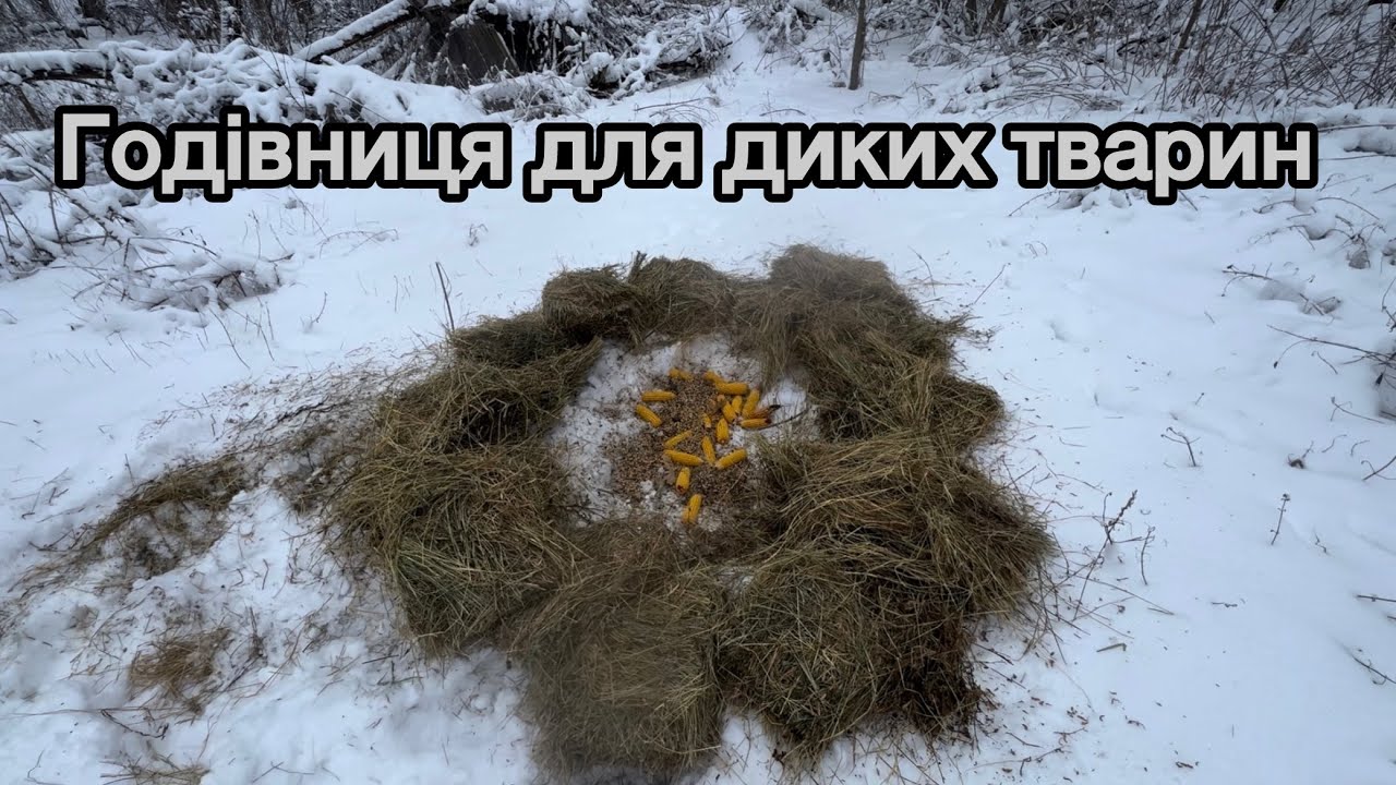 Створення годівниці для диких звірів в зимовому яру.