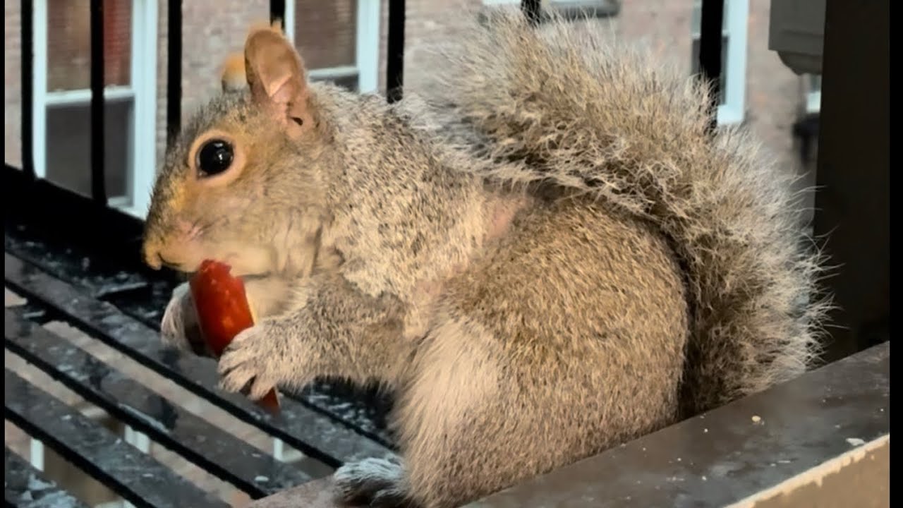 When Squirrel meets an Apple Slice🐿️🍎#asmr 