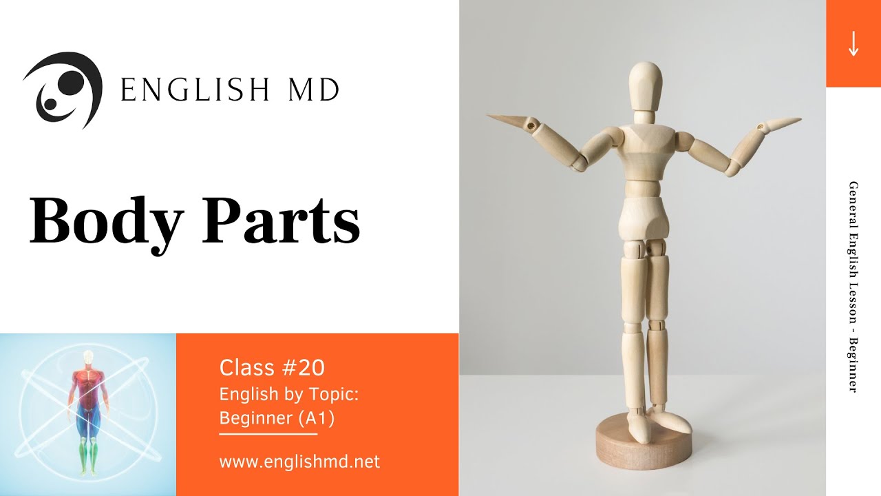 Body Parts | Beginner English for ESL Adults & Teens (A1) | Review