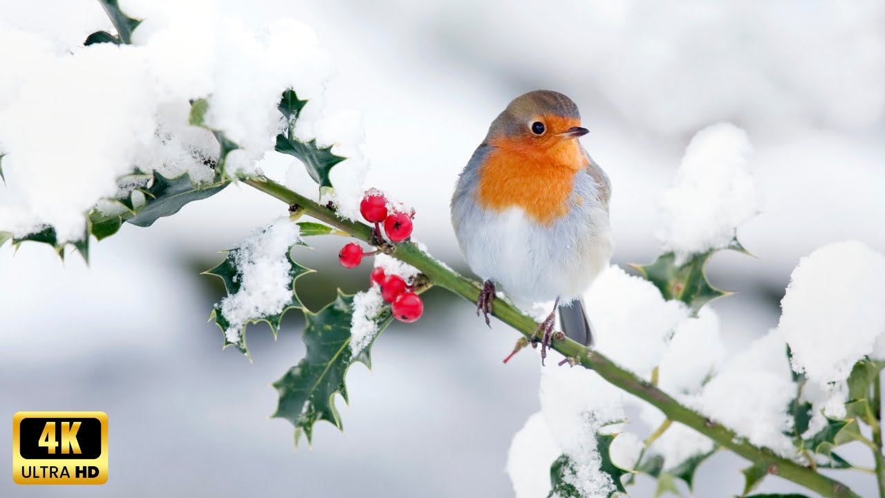 La prima neve nel bosco