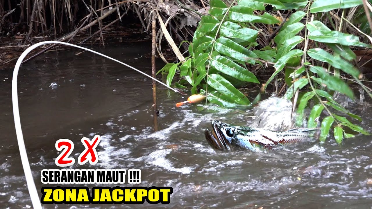 MENGERIKAN!!! Bila ikan besar sudah bersarang pemancingpun pasti dilawan #SG-289