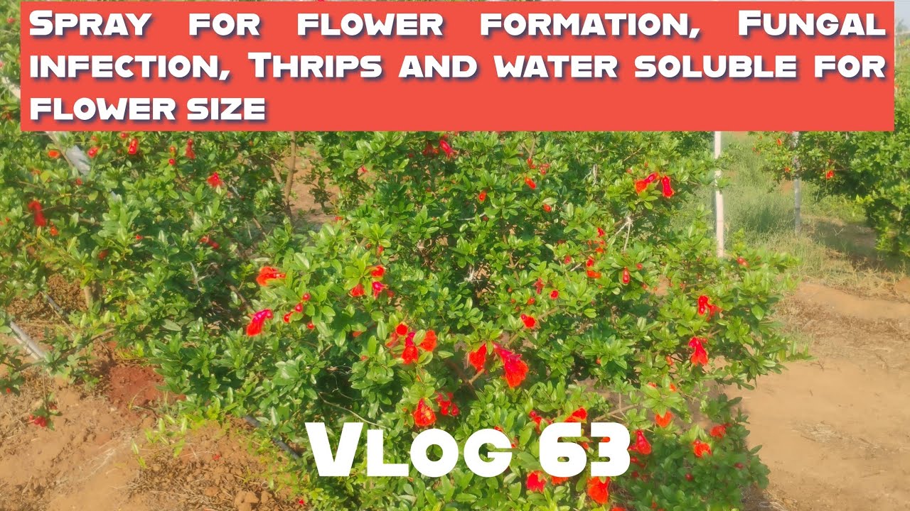 Spraying fungicide and insecticide and water soluble for flower formation and size