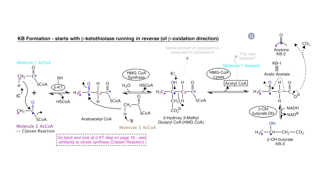 Ketogenesis, Diabetes, and Starvation