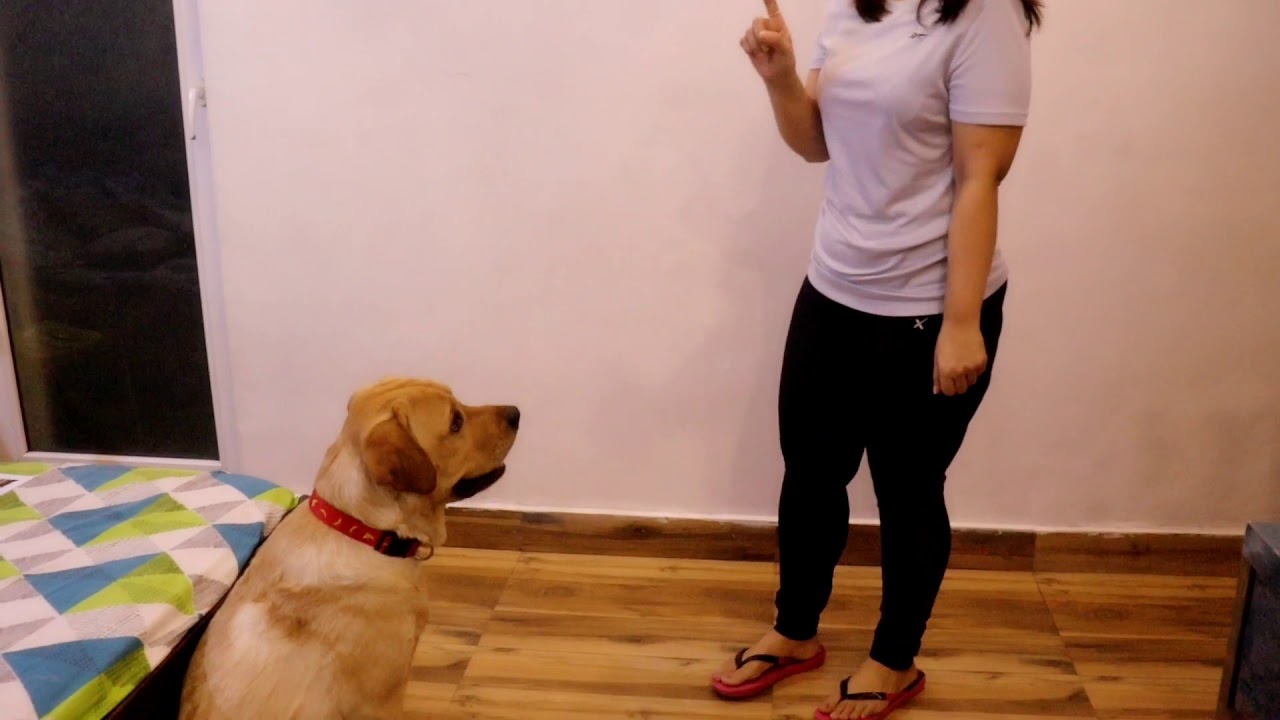Labrador MILO Training Test || Following hand instructions only