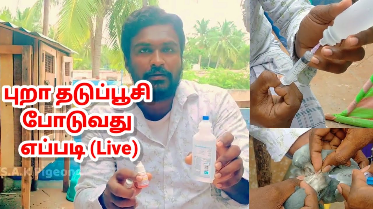 புறா தடுப்பூசி போடும் முறை நேரலை || RDVK vaccine for Pigeon || best method for injection