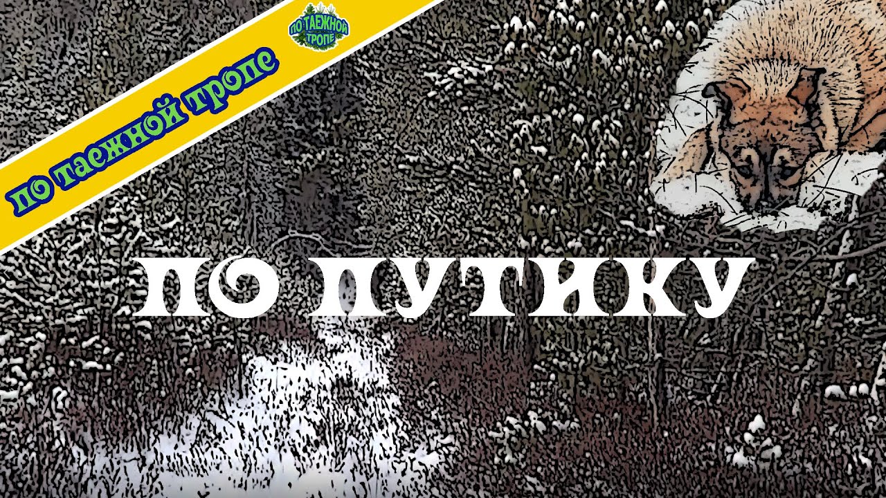 Промысел в тайге. Охота в Сибири. Соболь