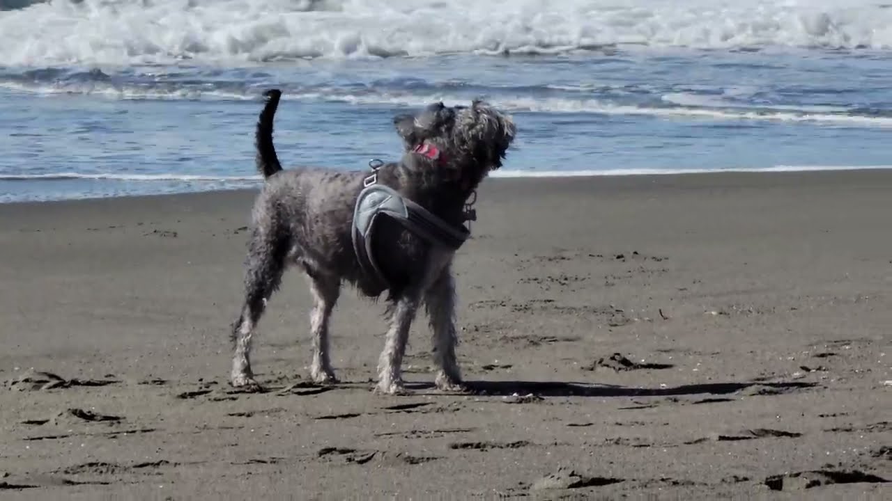 The Ultimate Beach Dog Adventure: Waves, Birds & Pure Joy! 🐾🌊🏖️