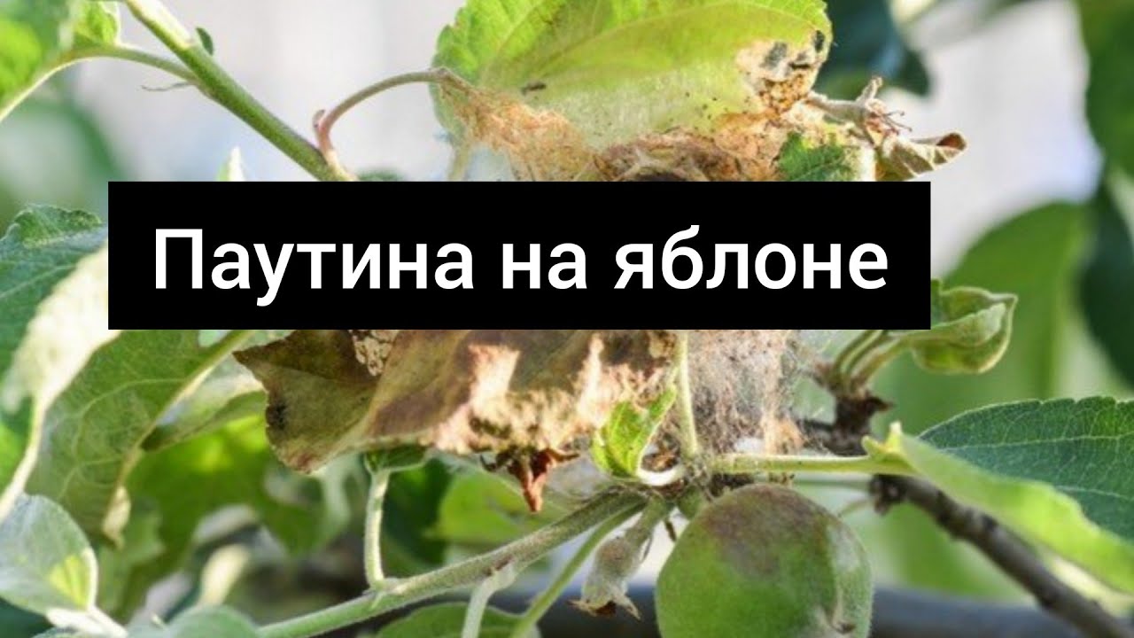 Паутина на яблоне. Что делать?