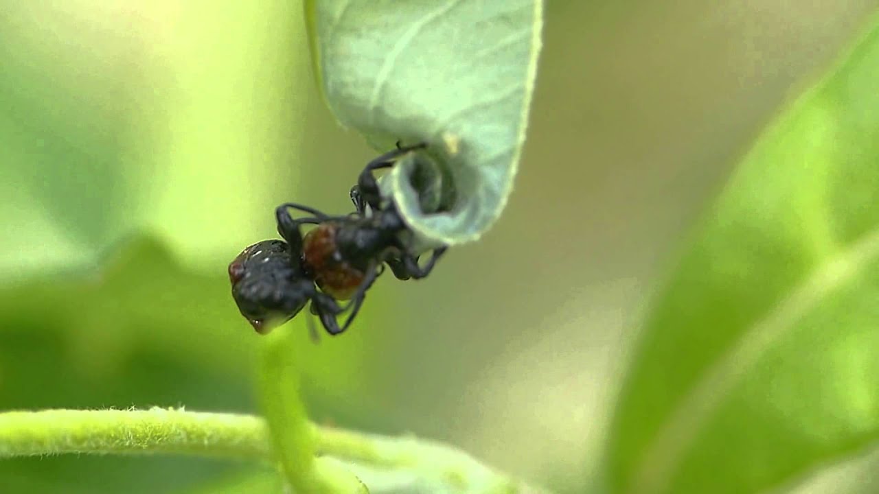 Apoderus Leaf-rolling Weevil Making Love & Nidus #1/3 セアカヒメオトシブミの揺籃作り：前編