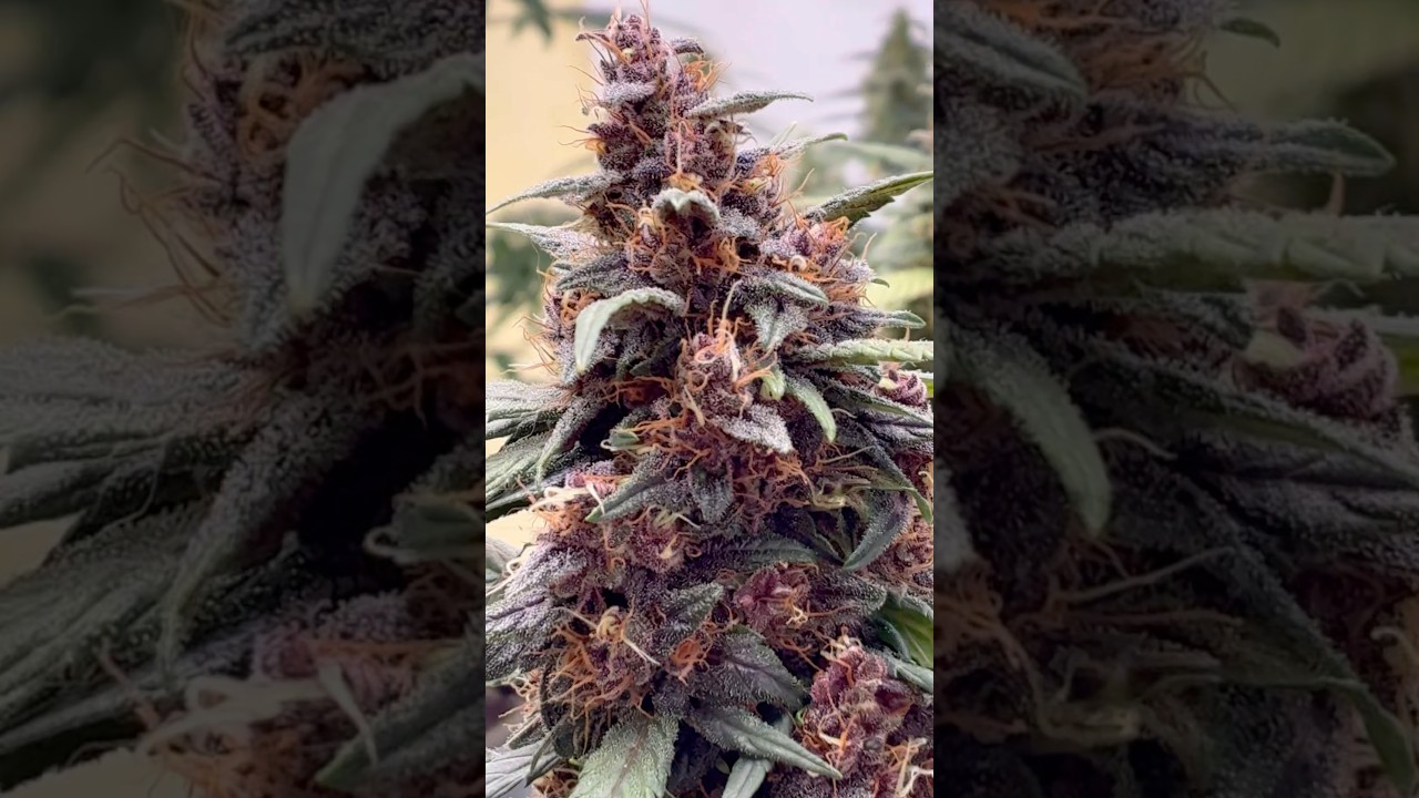 &ldquo;4k Purp&rdquo; (Blackberry Kush Auto). Quick Flip. 7-8 Weeks. Purple. #cannabiscommunity420 #420 #purple