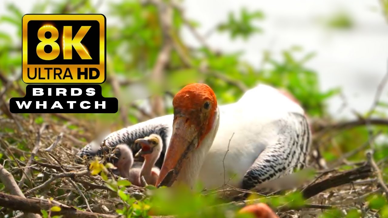 8K Bird Watching | Different Types of Beautiful Birds in Ultra HD