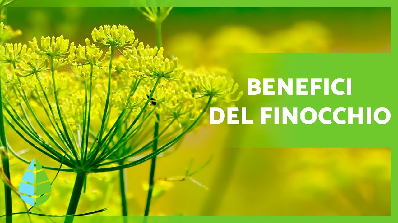 A cosa serve il FINOCCHIO 🌿 (Propriet&agrave;, Benefici e Come assumerlo)