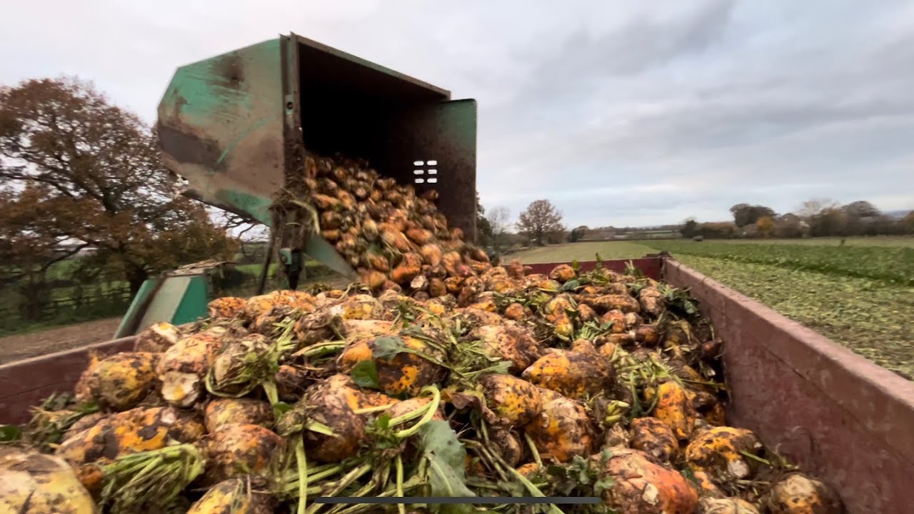 Fodder beet harvest ￼on the farm
