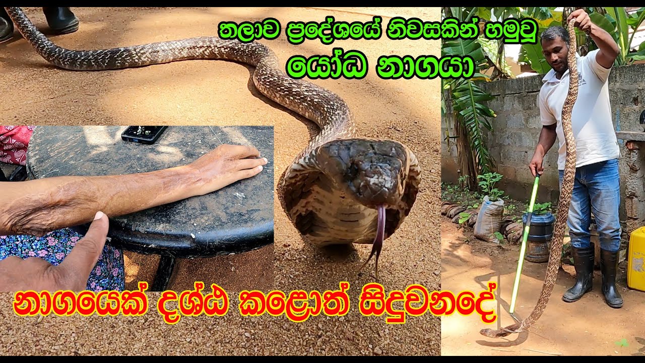 The giant cobra found in a house in Talawa area