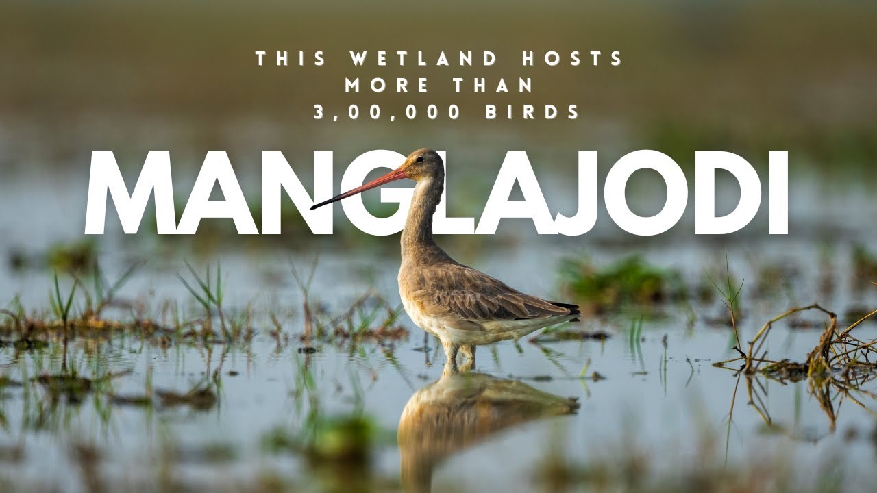 Manglajodi  | A birding paradise through an eyes of a Wildlife Photographer