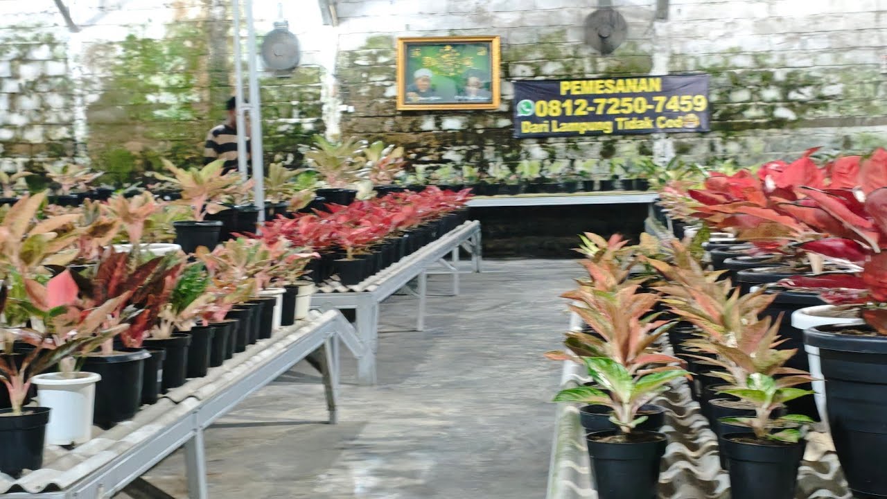 Tanaman Hias aglonema