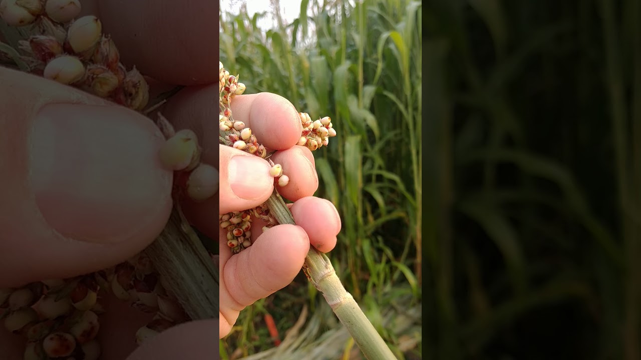 Single-cut Forage Sorghum Harvest Process