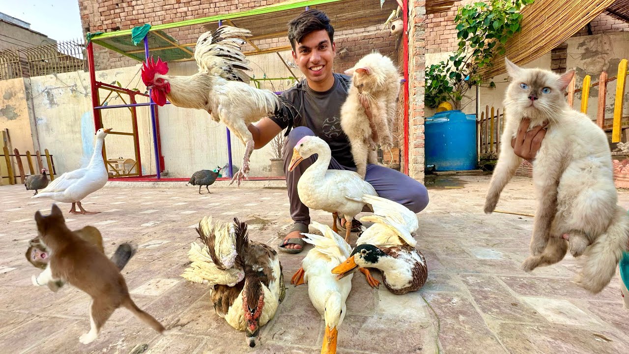 Market Sa Bht Sara New Pets La Aiy 😍