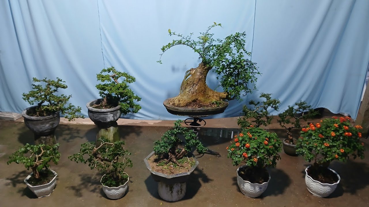 Chiều 27/2 #0346714857 gl củ duối. Sám trái. Trắc dây. Ngủ sắt. Trà phúc kiến. Linh sam....bao ship 
