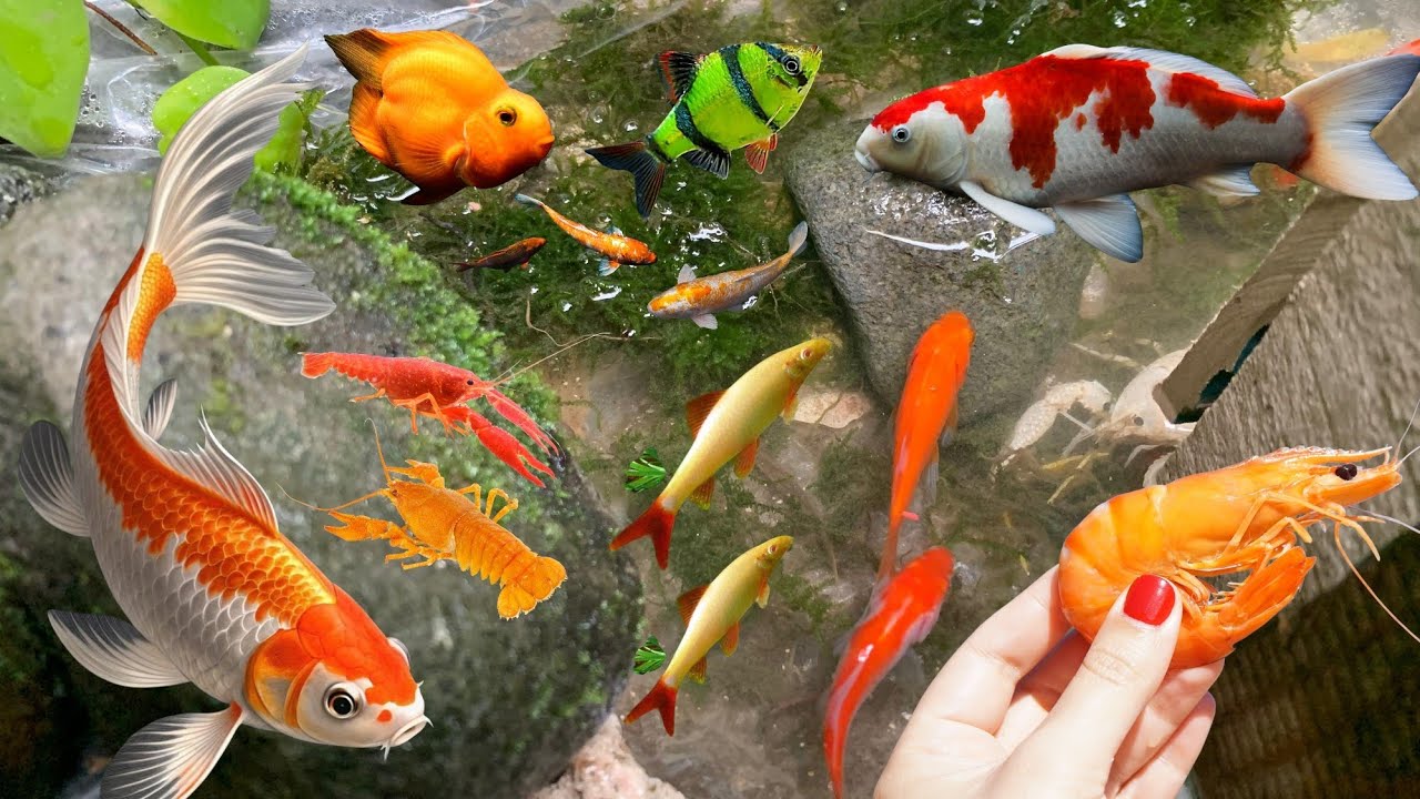 Mancing ikan hias di sungai kecil, ikan mas, ikan balon, ikan koki.