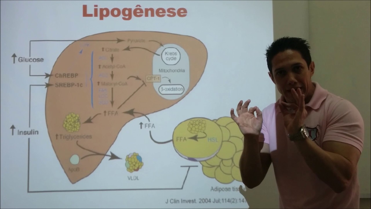 Lipogênese