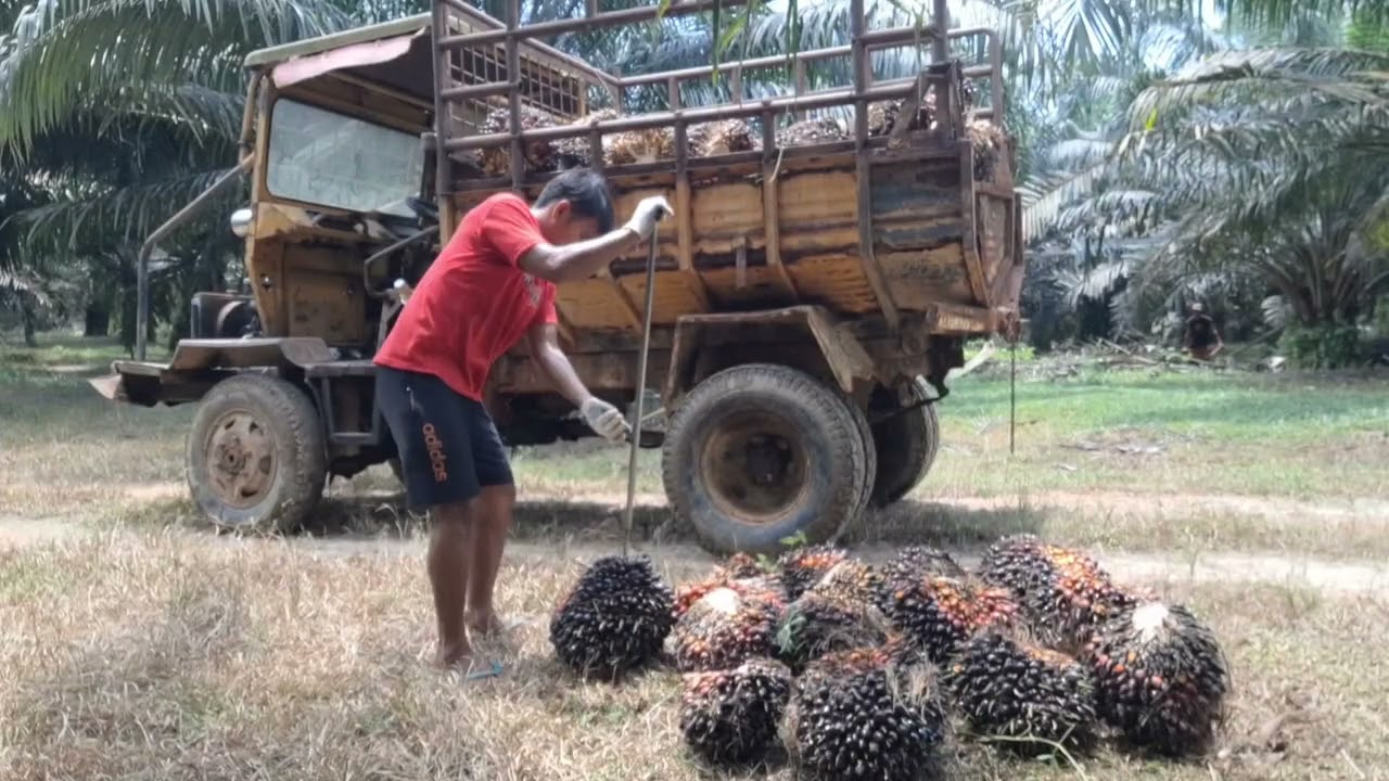 Langsir sawit pakai mobil jaman kuno