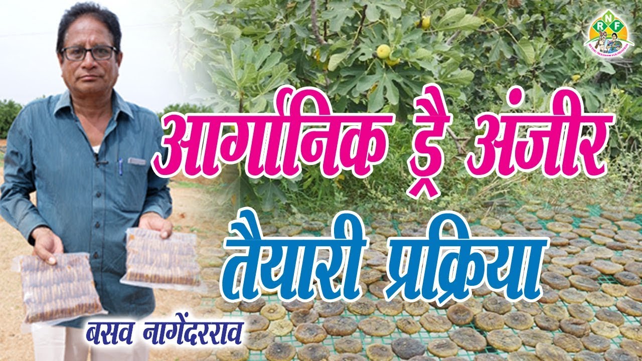 Organic Dry Anjeer Processing || आर्गानिक ड्रै अंजीर तैयारी || B Nagendar Rao - 9640927997