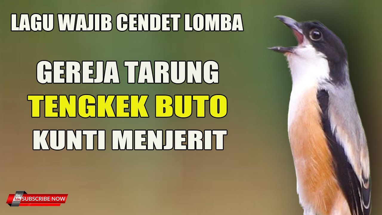 MATERI WAJIB CENDET LOMBA : TENGKEK BUTO - GEREJA - KUNTI - GARANSI JADI JUWARA