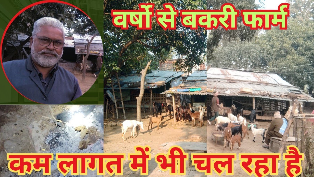  कम खर्चे का बकरी सेड परन्तु 👉बकरी नहीं