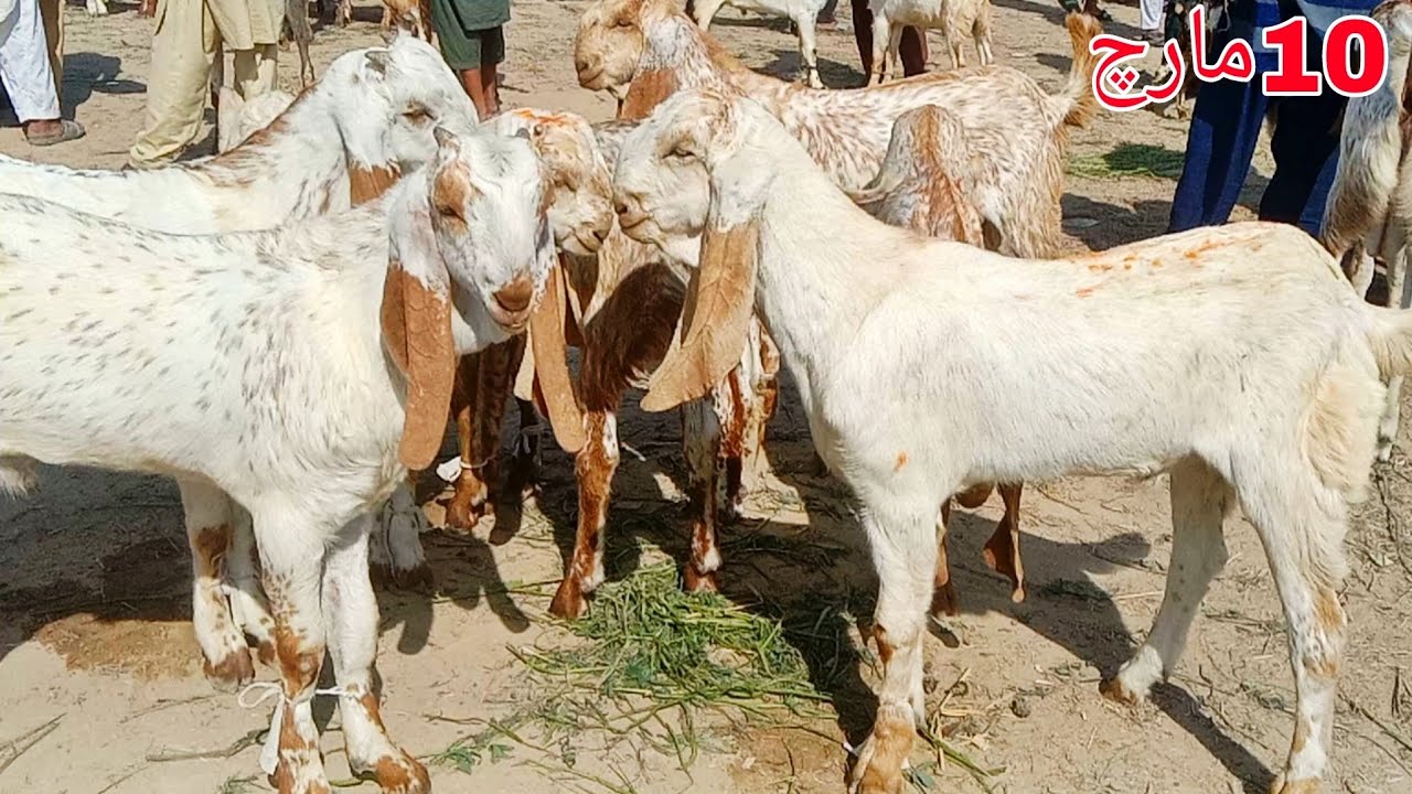 حاصلپور بکرا منڈی کی فریش آپڈیٹ |animals |alsyedgoatfarm |farming |goat 