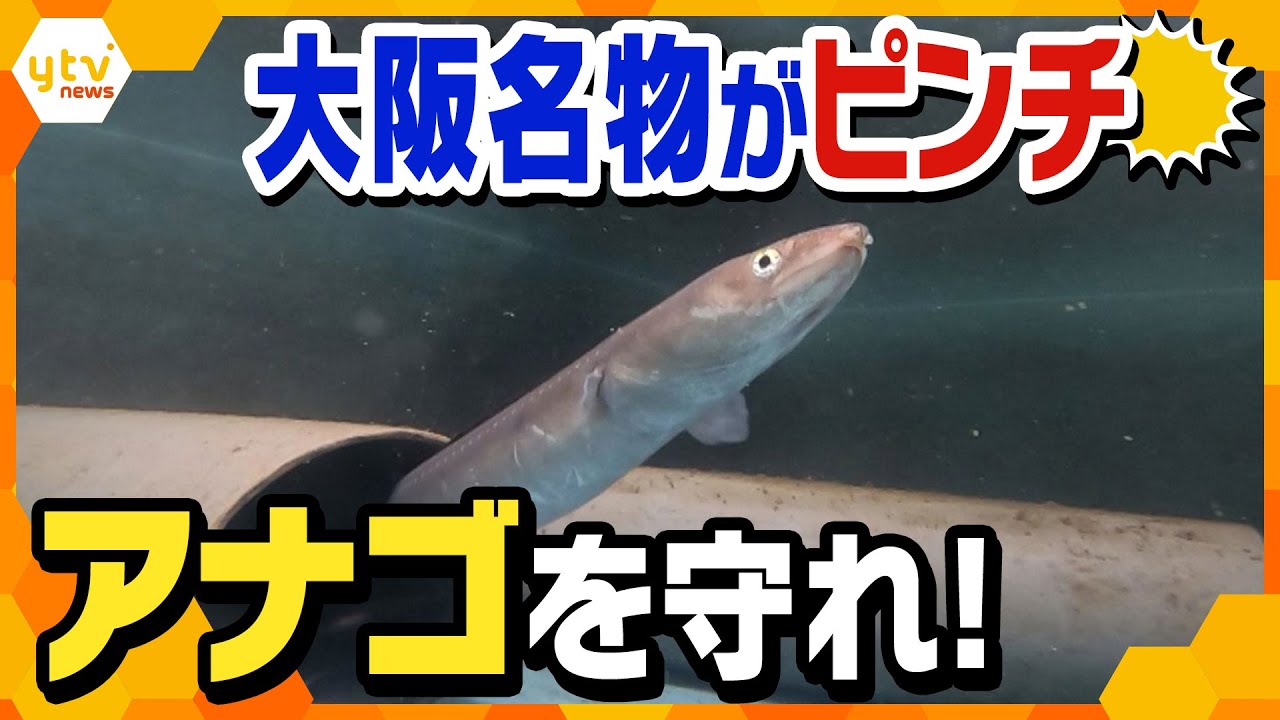 【特集】大阪名物アナゴがピンチ　漁獲量が激減&hellip;復活目指して「養殖プロジェクト」「味の追求」進む！