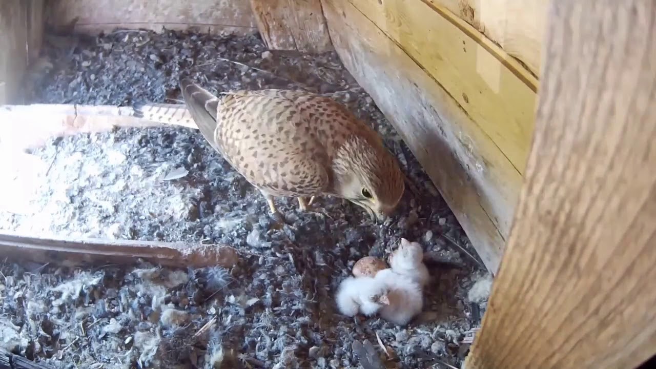 Falco tinnunculus, nest timelapse, from brood to bird. Tornfalk, Common Kestrel.