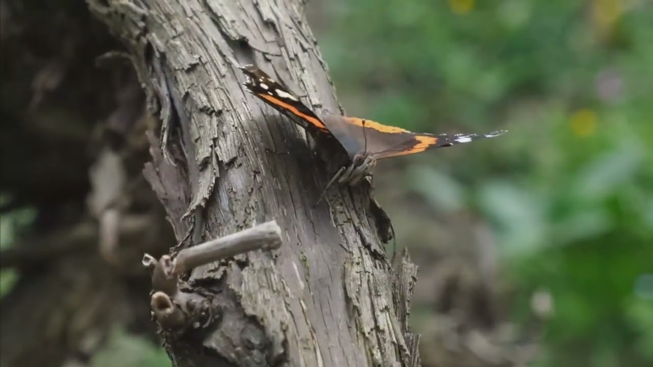La forêt sauvage
