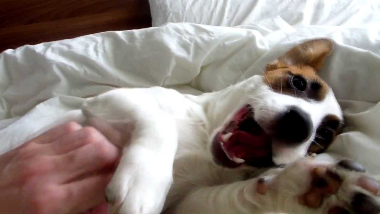 JRT Batman. My Jack Russell Terrier.