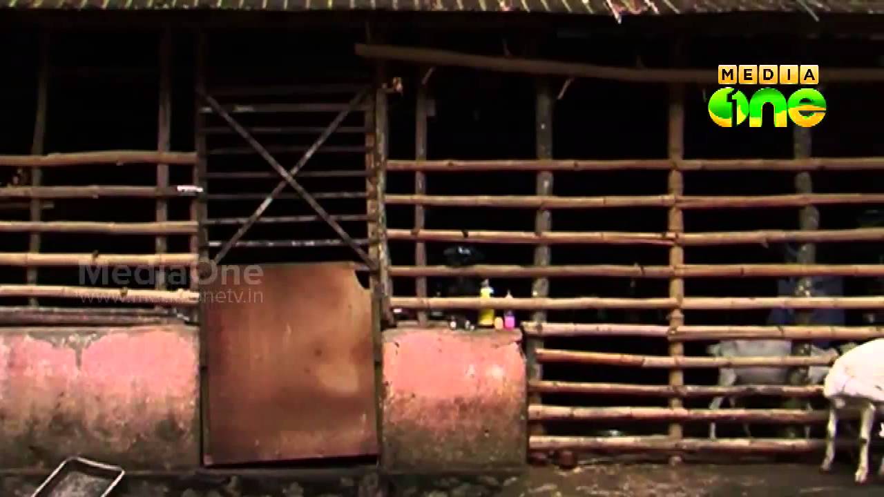 Njatuvela Agricultural awareness - Sheep Farming | (Part 01, Episode 23)