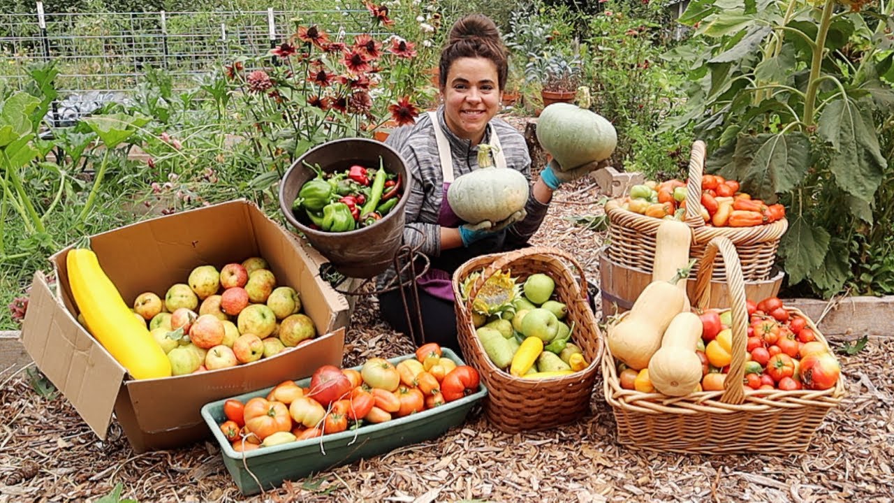Largest Garden Harvest of 2022!